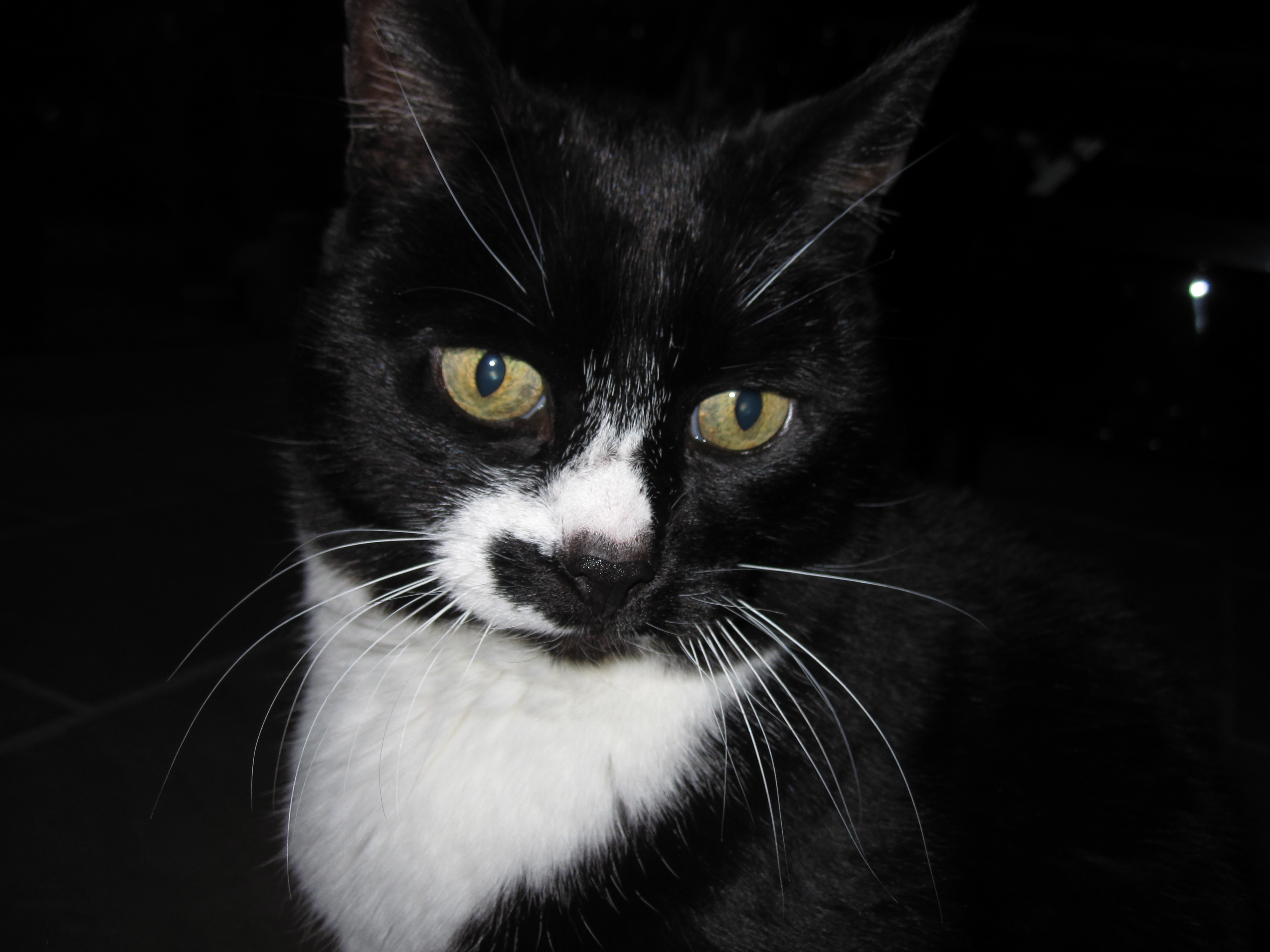 Jacques van der Kleij