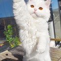 MB